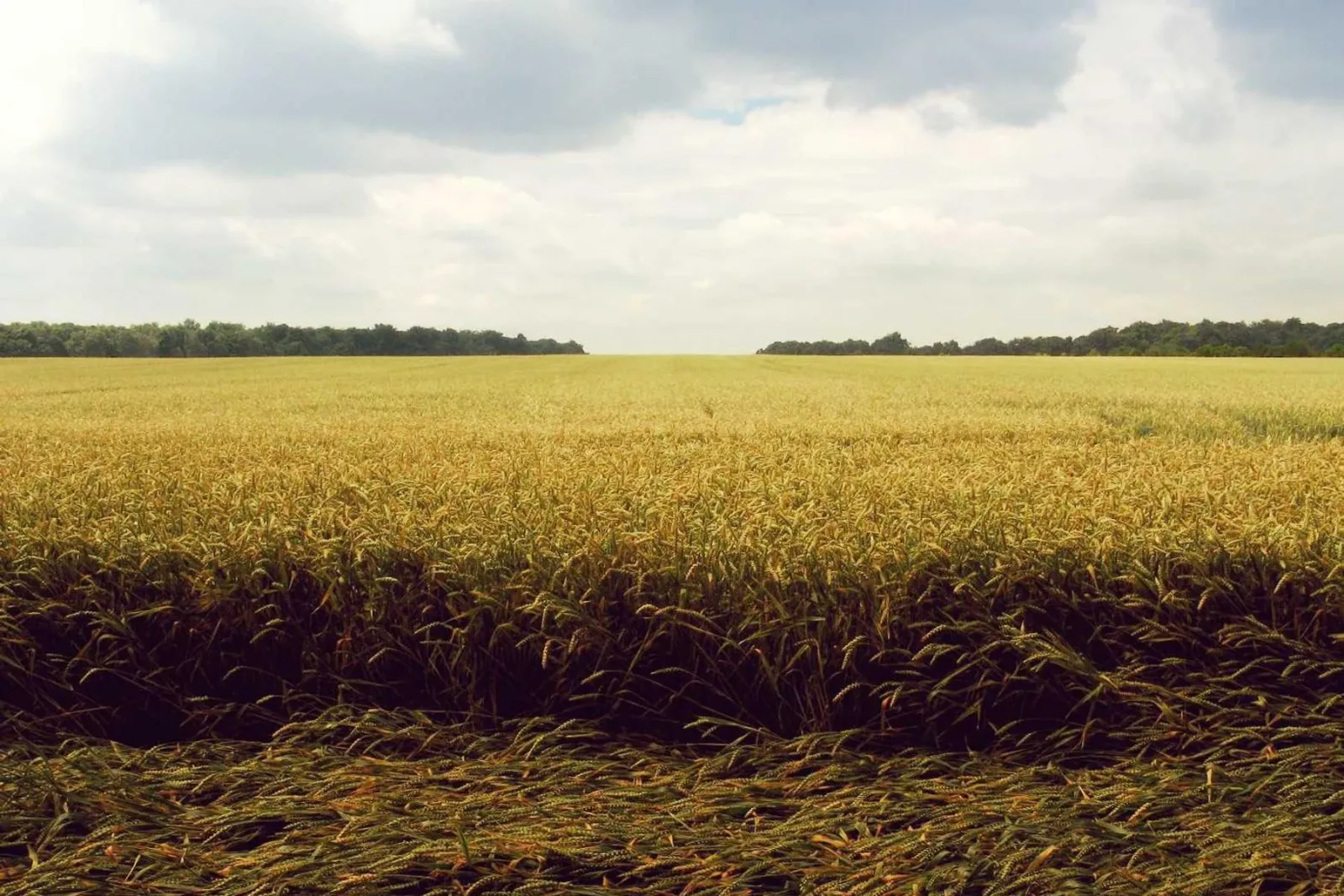 A wide field of ripening wheat under a pale sky